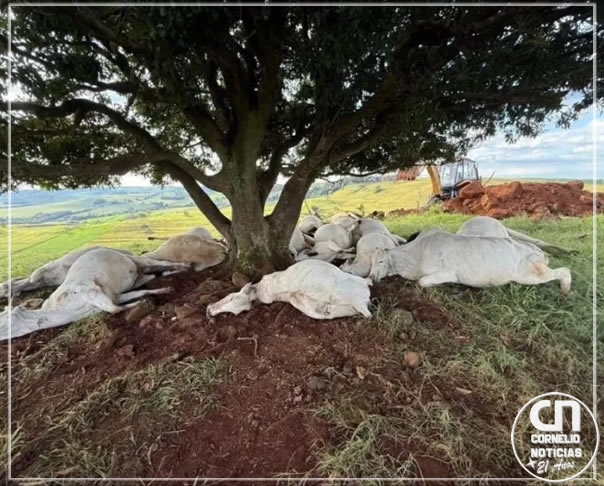 Raio mata 15 bois durante temporal em fazenda no Paraná