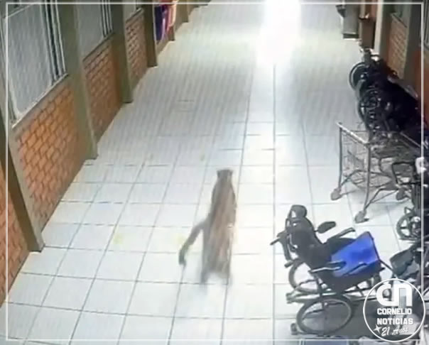 Onça é flagrada em escola da APAE no Paraná