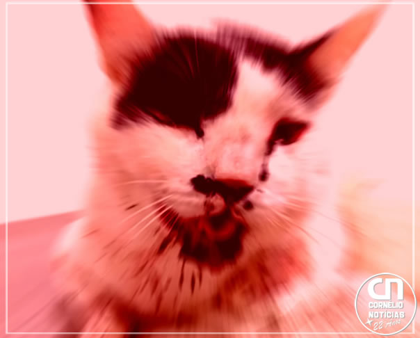 Gatinha é cruelmente espancada em Cornélio Procópio