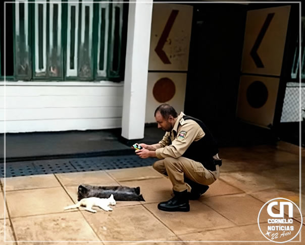 Gatos são encontrados mortos em pátio de escola em Cornélio Procópio