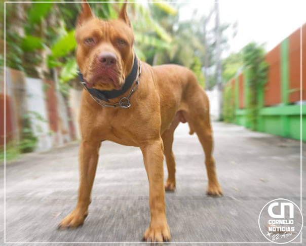 Pitbull escapa de casa e ataca pessoas na Rua São Luiz