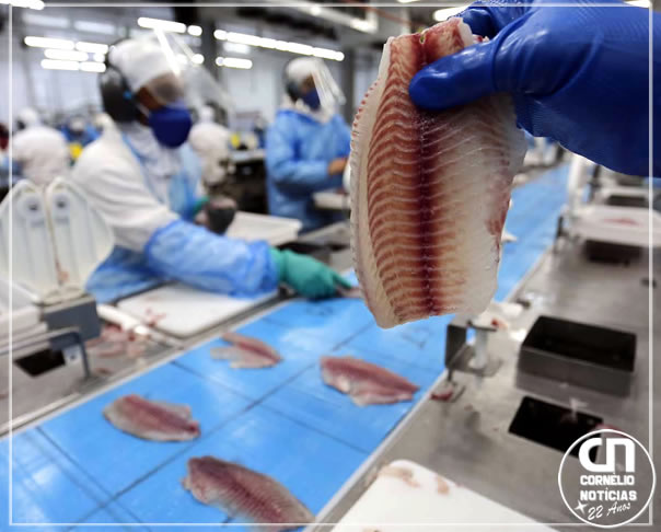 Com 273 mil toneladas em 2025, Paraná lidera a produção nacional de peixes