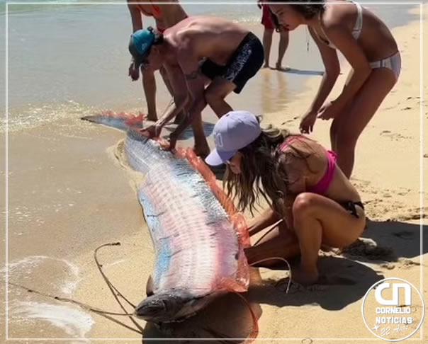 “Peixes do juízo final” aparecem em praia e chama a atenção de banhistas