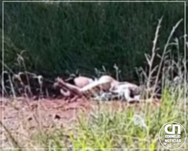 Casal semi-nu é encontrado morto em matagal às margens de rodovia no  Paraná