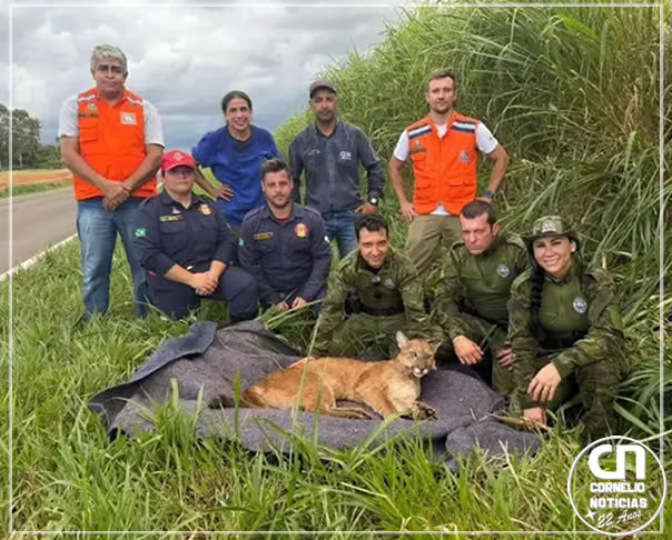 Onça é encontrada ferida as margens de rodovia no Norte do Paraná