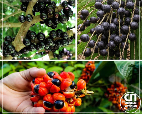 Brasil tem 3 das melhores frutas do mundo, diz ranking
