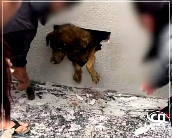 Cadela desaparecida é encontrada dentro de parede de concreto no Paraná