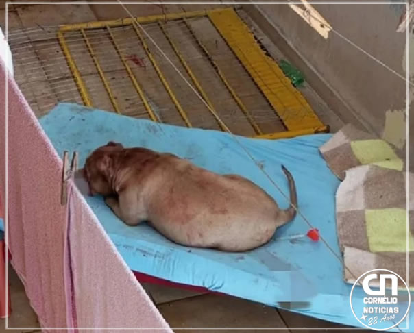 Tutora tem o rosto desfigurado e nariz arrancado após ataque de pitbull