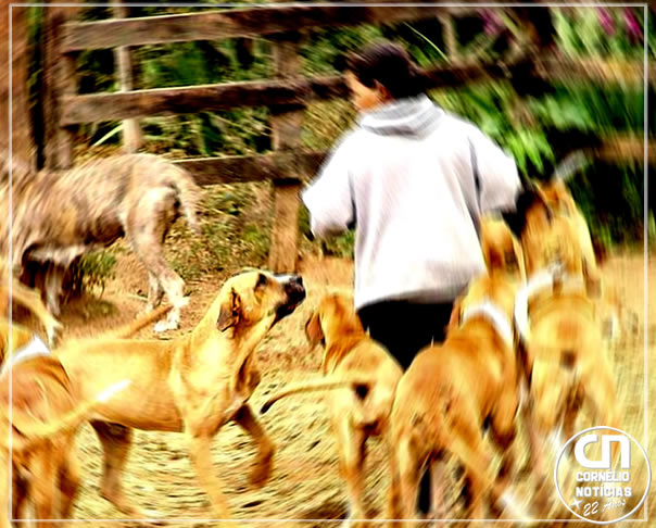 Mulher é atacada por mais de dez cães em casa no Norte do Paraná
