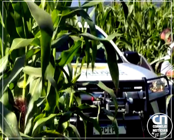 Carro com motorista morto e encontrado capotado em milharal em Ibiporã