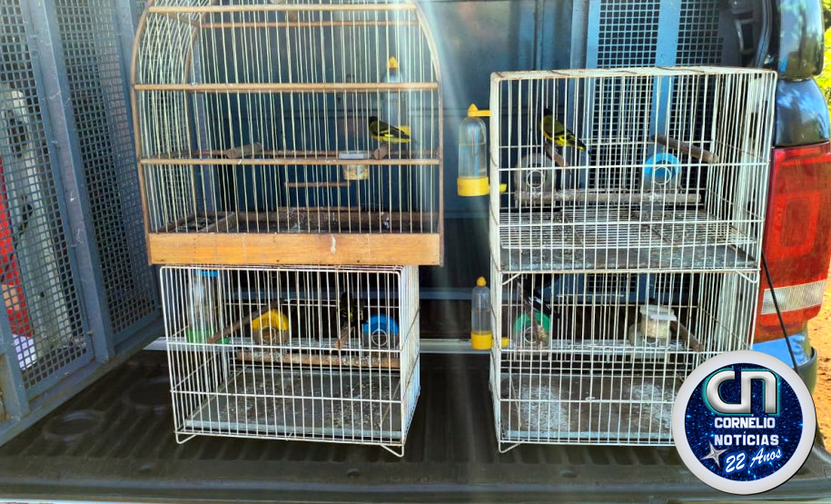 PC encontra armas e aves silvestres durante ação em Cornélio Procópio